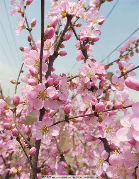 桃花樹|桃花(薔薇科桃屬植物的花朵)